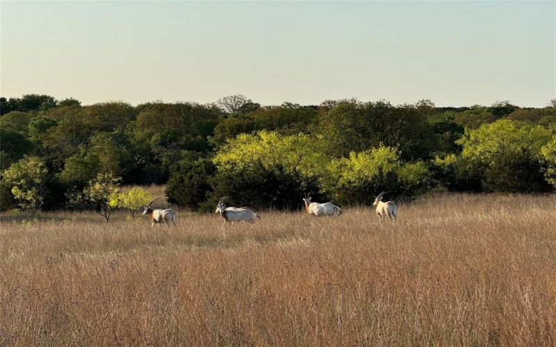 935 County Road 207, Hico, TX 76457, 21 Habitaciones Habitaciones , ,10 BañosBaños,Residential,En Venta,935 County Road 207,20855128