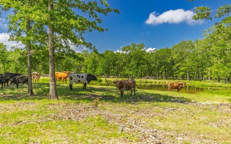 300 County Road 3636 Road, Dike, TX 75437, 3 Bedrooms Bedrooms, ,2 BathroomsBathrooms,Residential,For Sale,300 County Road 3636 Road,20917582