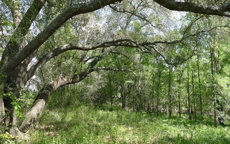1324 Ladewig Lane, Schulenburg, TX 78956, 3 Bedrooms Bedrooms, ,2 BathroomsBathrooms,Farm,For Sale,1324 Ladewig Lane,149736