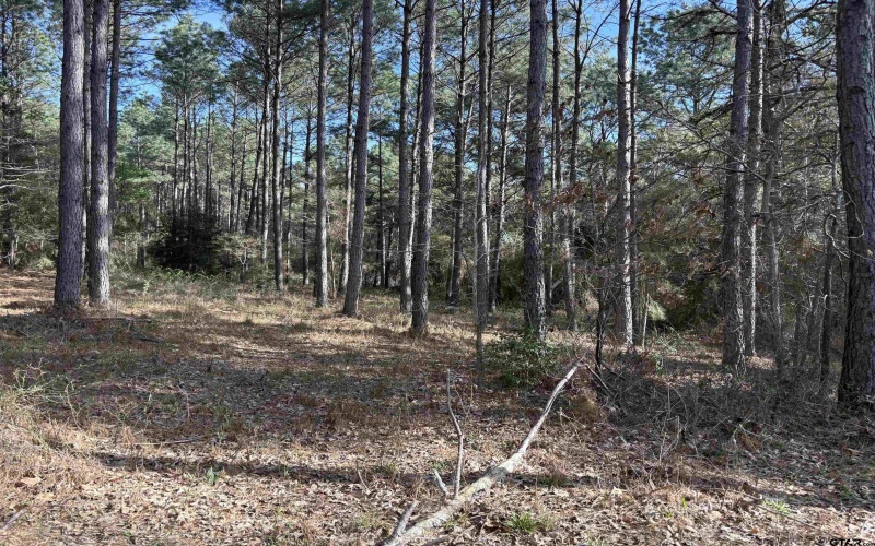 TBD 17.57 ACRES FM 2274, Troup, TX 75789, 1 Bedroom Bedrooms, ,1 BathroomBathrooms,Farm,For Sale,TBD 17.57 ACRES FM 2274,25005289