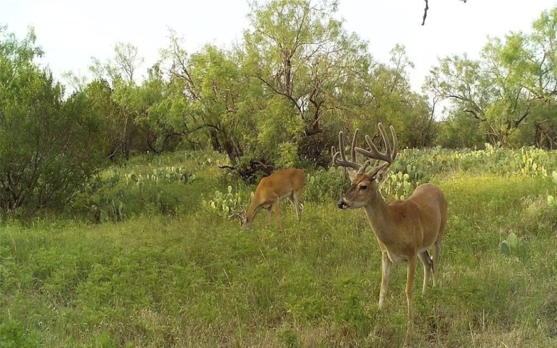 18099 FM 2134, Millersview, TX 76862, ,Land,For Sale,18099 FM 2134,20951009