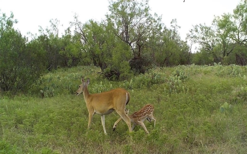 18099 FM 2134, Millersview, TX 76862, ,Land,For Sale,18099 FM 2134,20951009