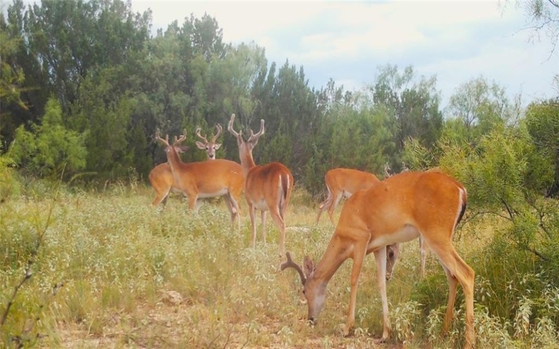 18099 FM 2134, Millersview, TX 76862, ,Land,For Sale,18099 FM 2134,20951009