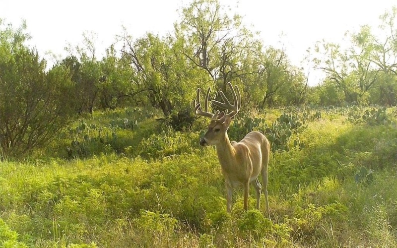 18099 FM 2134, Millersview, TX 76862, ,Land,For Sale,18099 FM 2134,20951009