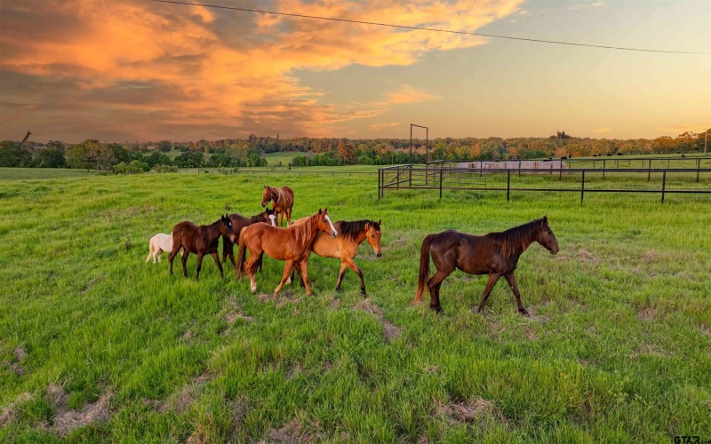 636 County Road 3330, Omaha, TX 75571, 4 Bedrooms Bedrooms, ,5 BathroomsBathrooms,Farm,For Sale,636 County Road 3330,25006589