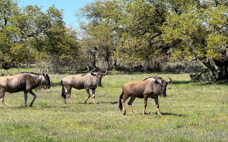 Lot 118 Fallow Dr, Harper, TX 78631, 2 Bedrooms Bedrooms, ,2 BathroomsBathrooms,Residential,For Sale,Lot 118 Fallow Dr,116525