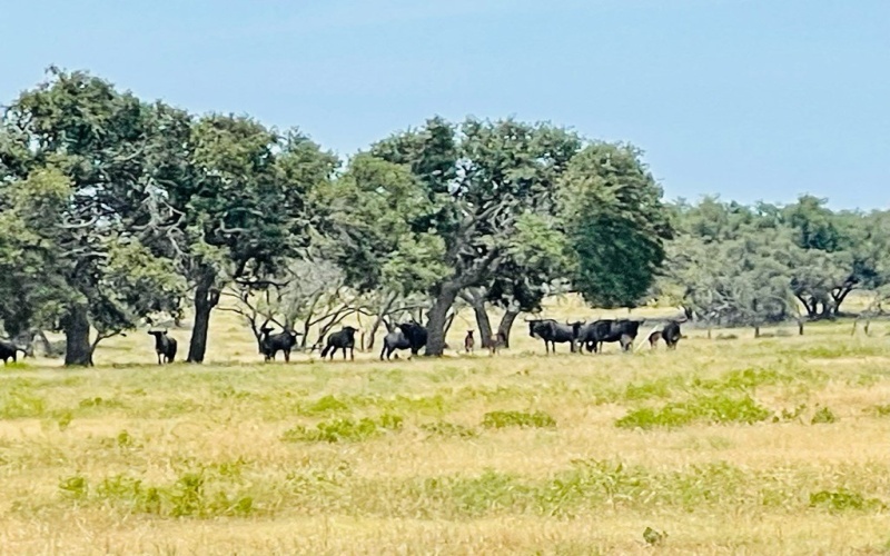 Lot 118 Fallow Dr, Harper, TX 78631, 2 Bedrooms Bedrooms, ,2 BathroomsBathrooms,Residential,For Sale,Lot 118 Fallow Dr,116525