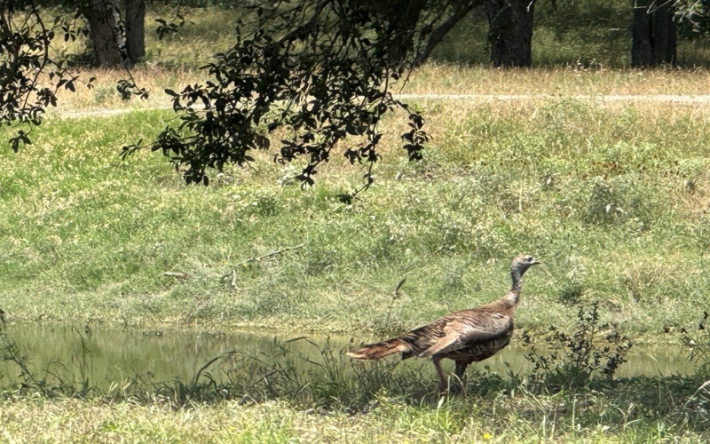 1275 Cypress Creek Rd, Kerrville, TX 78028, ,Granja,En Venta,1275 Cypress Creek Rd,118157
