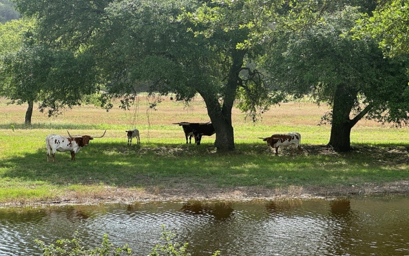 1275 Cypress Creek Rd, Kerrville, TX 78028, ,Granja,En Venta,1275 Cypress Creek Rd,118157