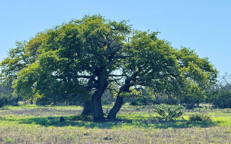 2178 S Ranch Rd 783, Harper, TX 78631, ,Farm,For Sale,2178 S Ranch Rd 783,119029