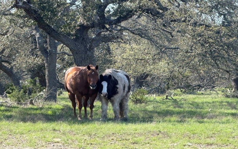 2178 S Ranch Rd 783, Harper, TX 78631, ,Farm,For Sale,2178 S Ranch Rd 783,119029