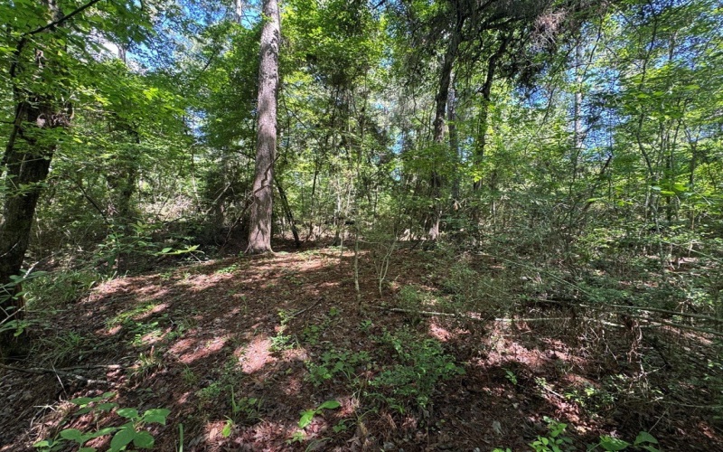 244 Lakewood, Hemphill, TX 77660, 2 Bedrooms Bedrooms, ,2 BathroomsBathrooms,Residential,For Sale,244 Lakewood,5104620